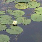 les nénuphars ont retrouvés leur hôte dan les marais de la baie de somme !