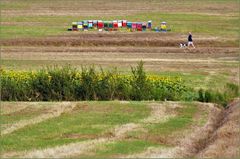 les nouvelles  ruches multicolores ...