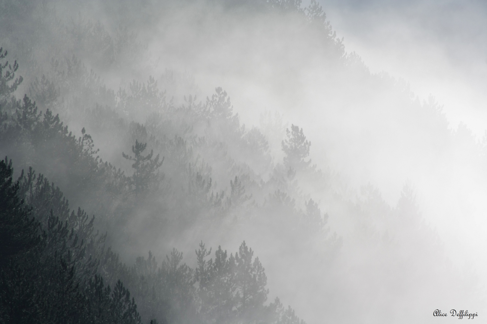 Les nuages accrochés aux arbres