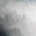 Les nuages accrochés aux arbres