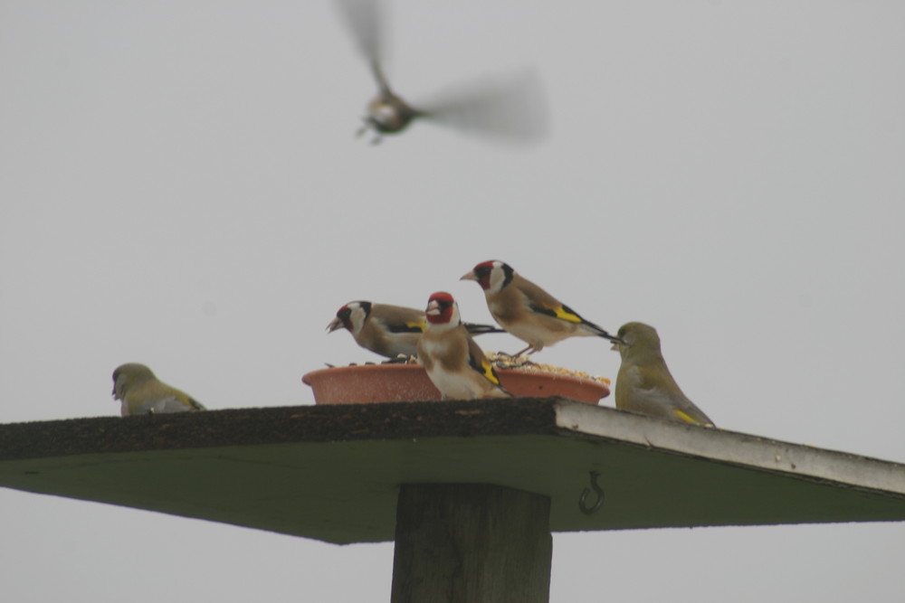 les oiseaux