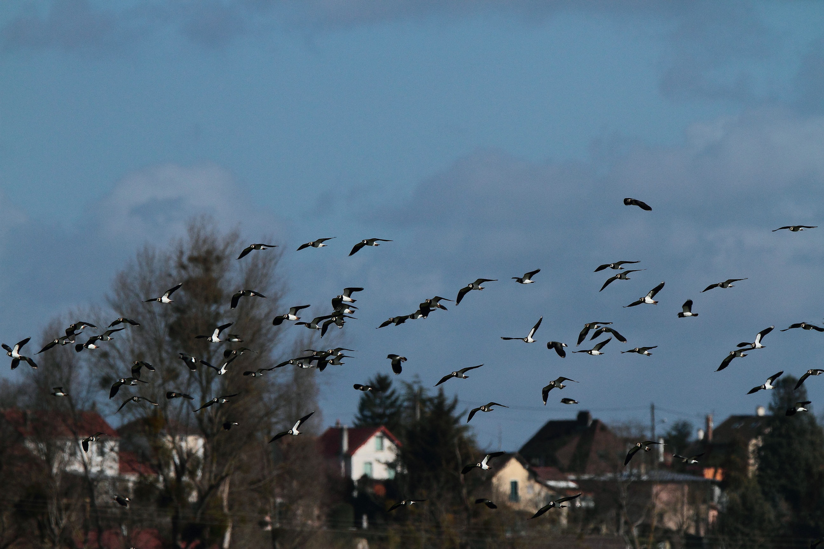 les Oiseaux