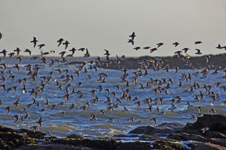 Les oiseaux