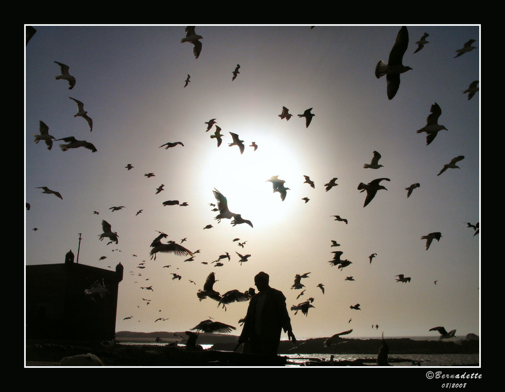 Les OIseaux