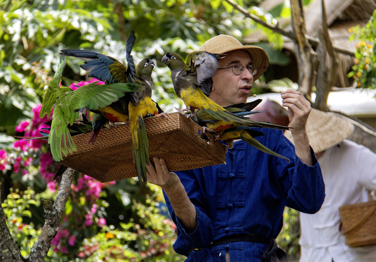 Les oiseaux 