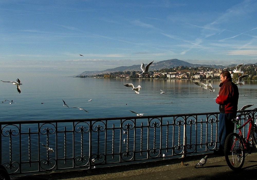 les oiseaux