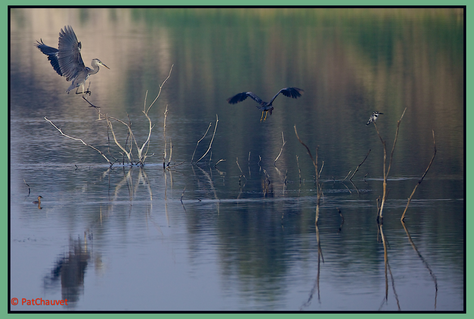 Les oiseaux...