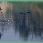 Les oiseaux...