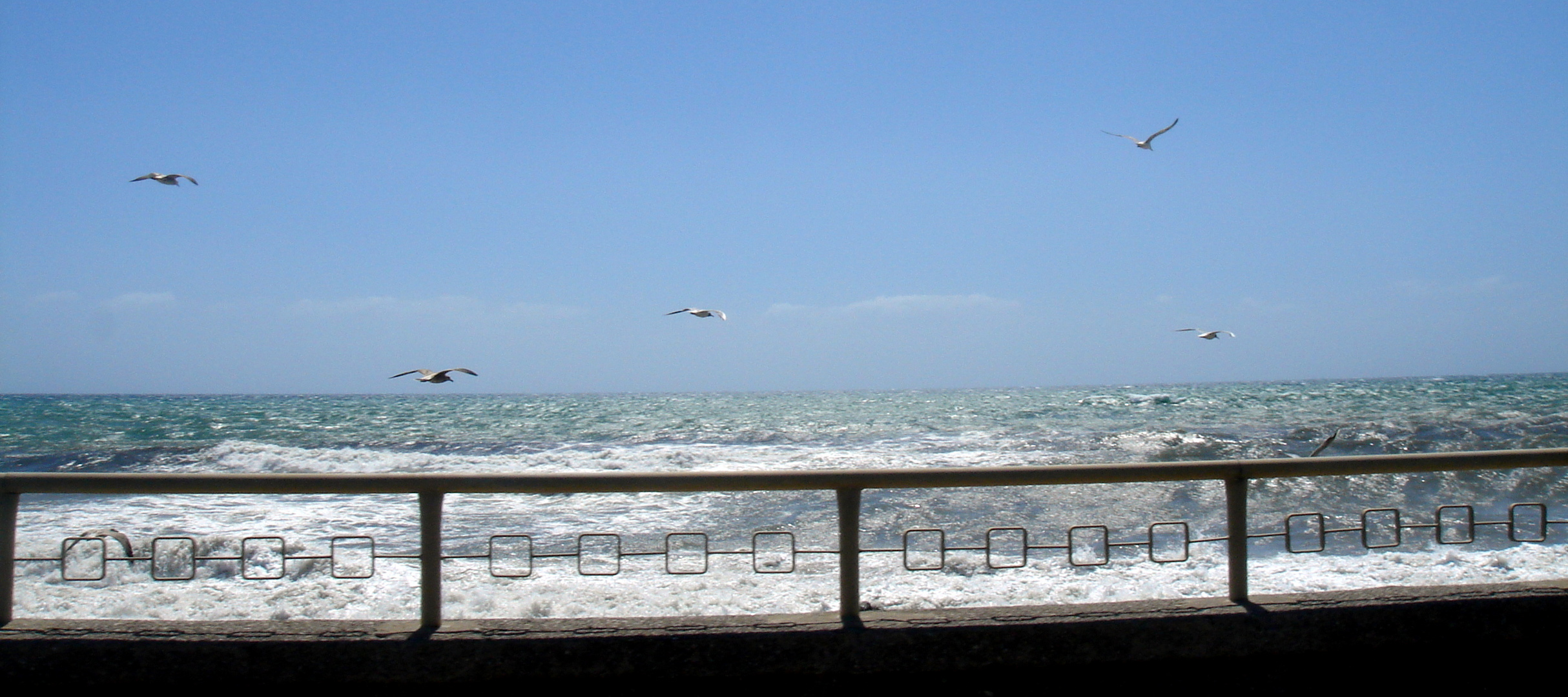 les oiseaux a la mer