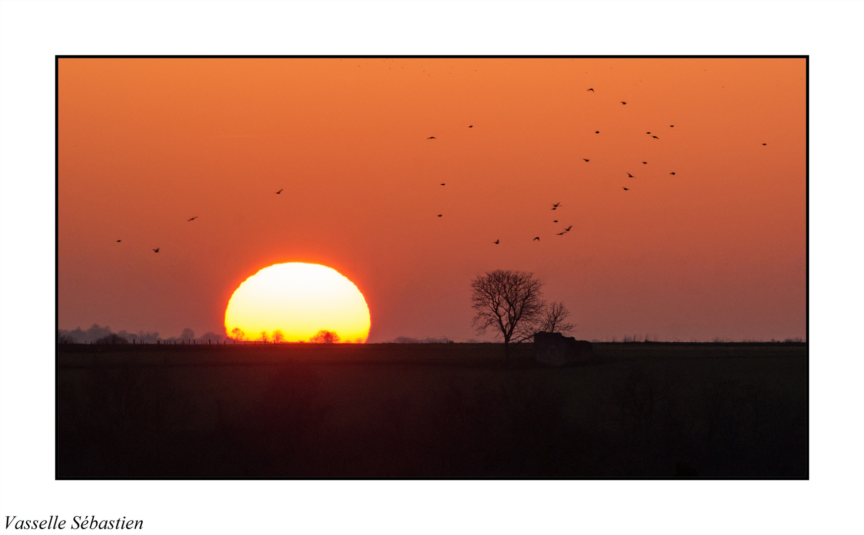 Les oiseaux au coucher du soleil