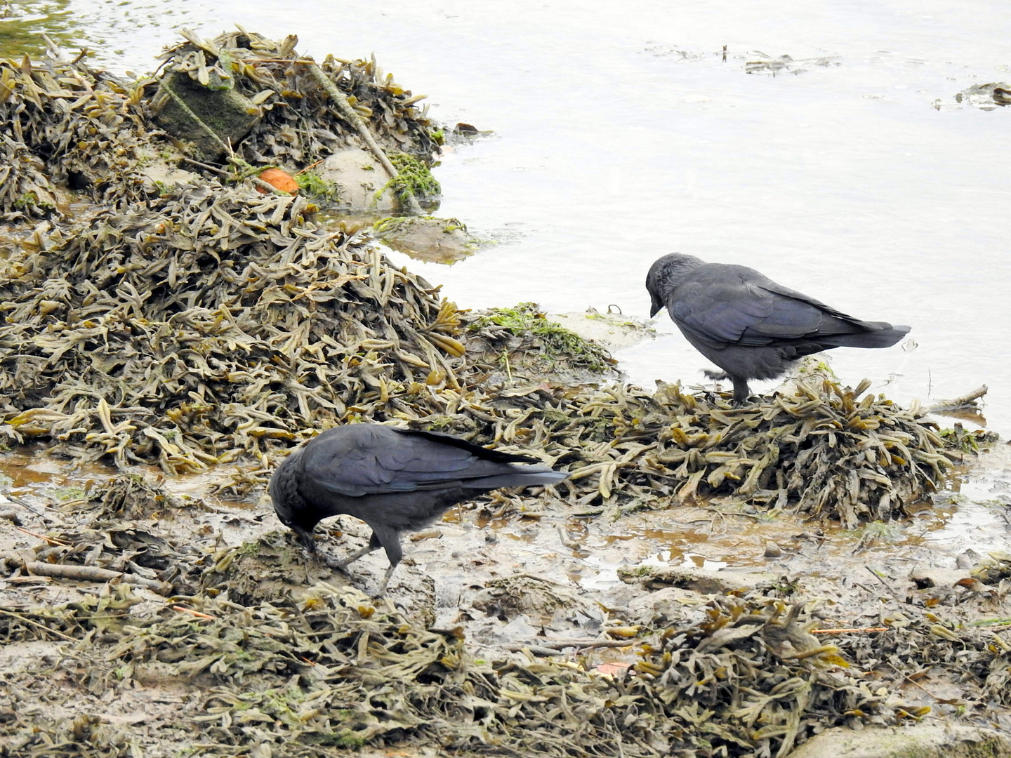 les oiseaux ...