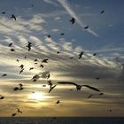 Les oiseaux de mer