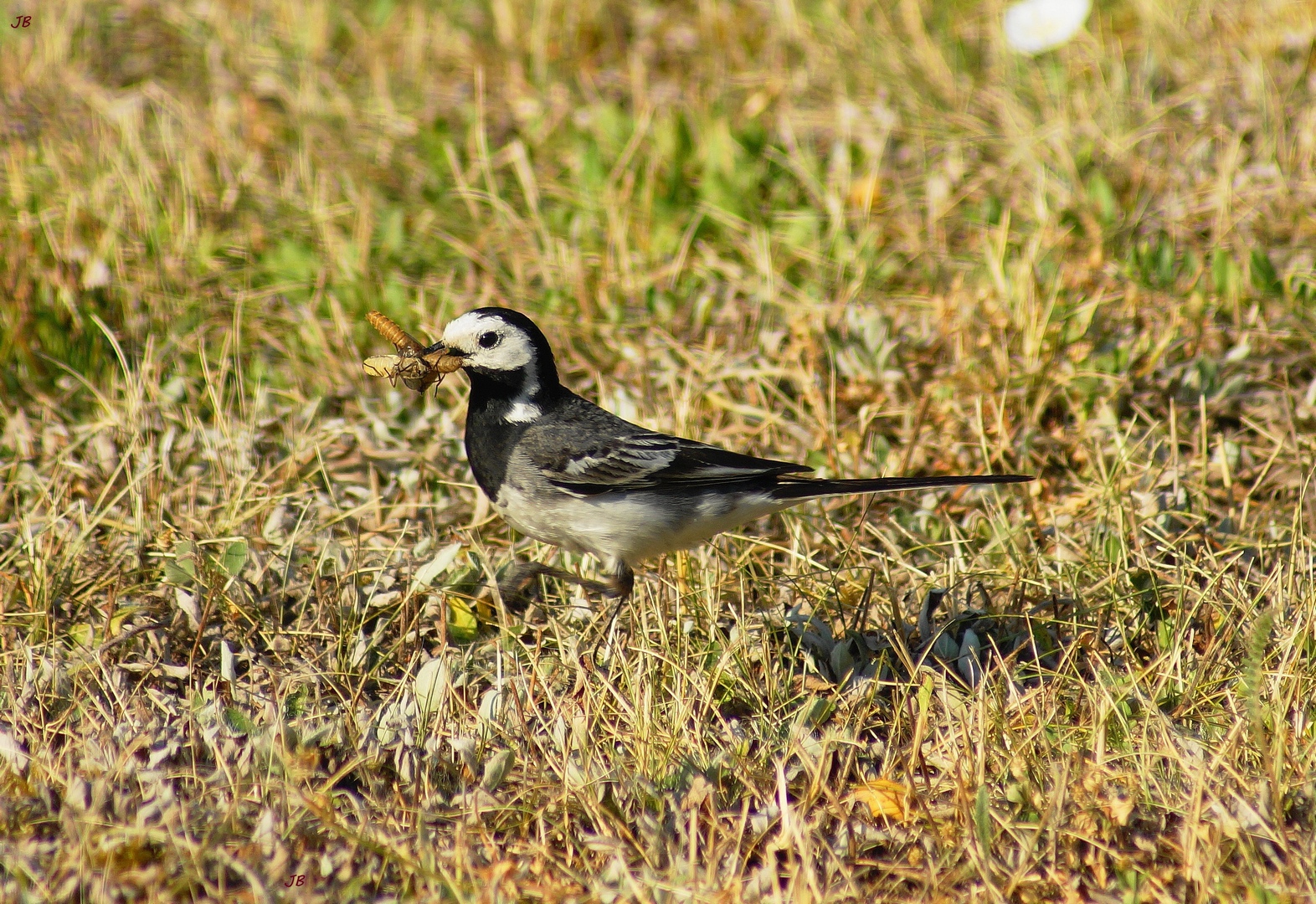 les oiseaux de mon jardin