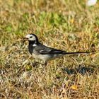 les oiseaux de mon jardin