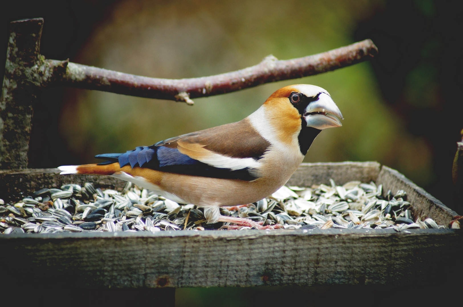 les oiseaux de mon jardin