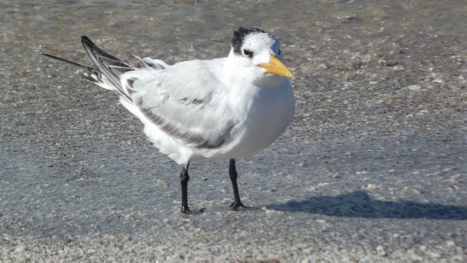 les oiseaux de Sanibel