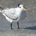 les oiseaux de Sanibel