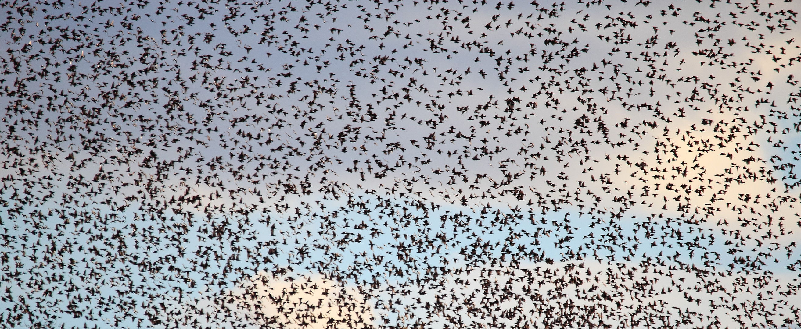 LES OISEAUX DU CIEL