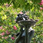 Les oiseaux du jardin botanique de Chicago