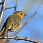 Les oiseaux du jardin