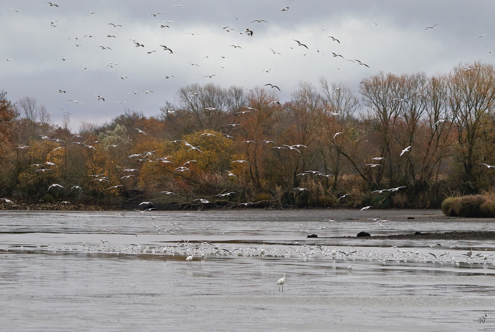 Les oiseaux du marais