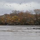 Les oiseaux du marais