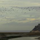 LES OISEAUX DU MONT