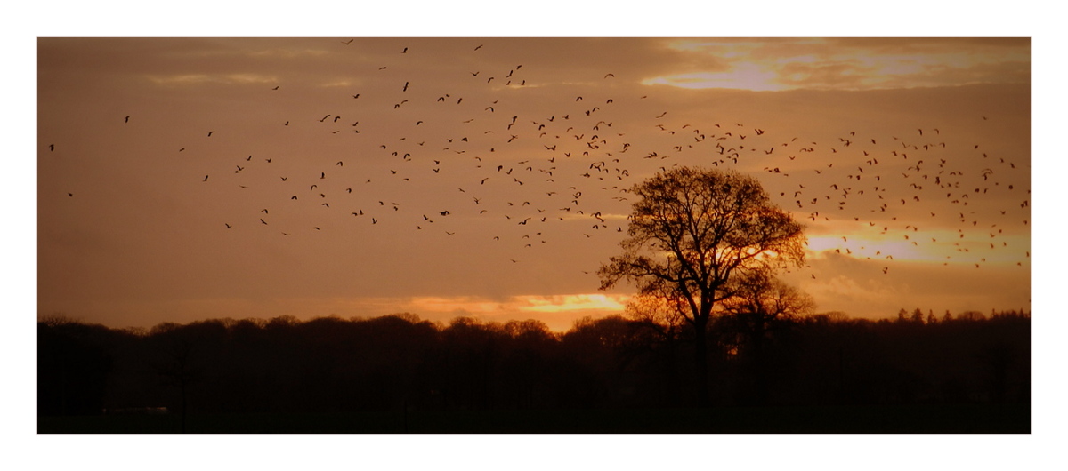 les oiseaux