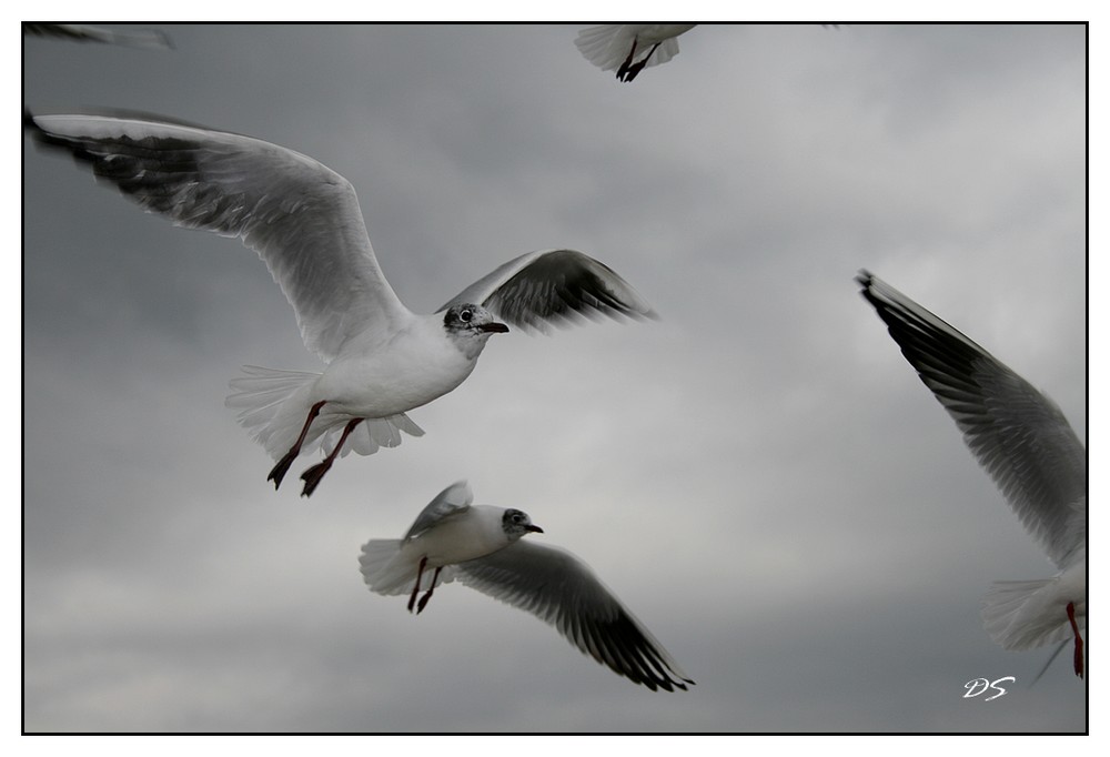 les oiseaux