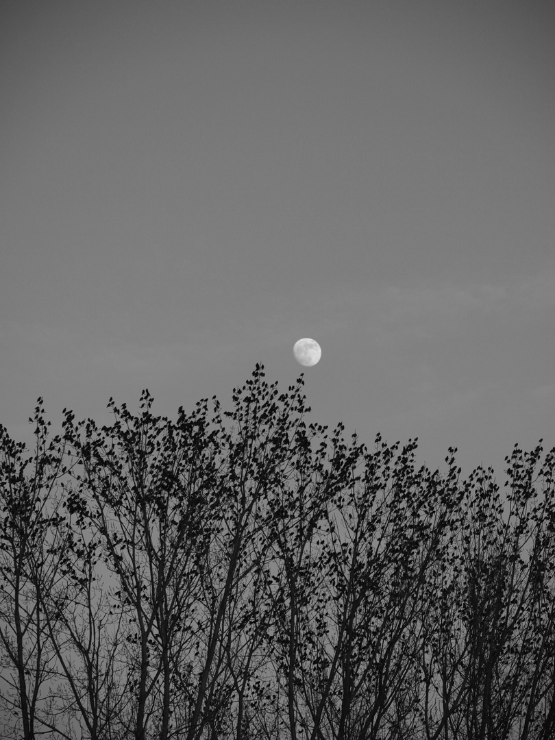 Les oiseaux parlent à la Lune...