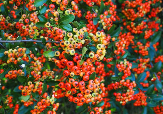 Les oiseaux vont se régaler