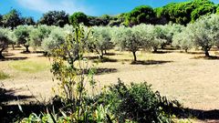 Les oliviers de Lourmarin...