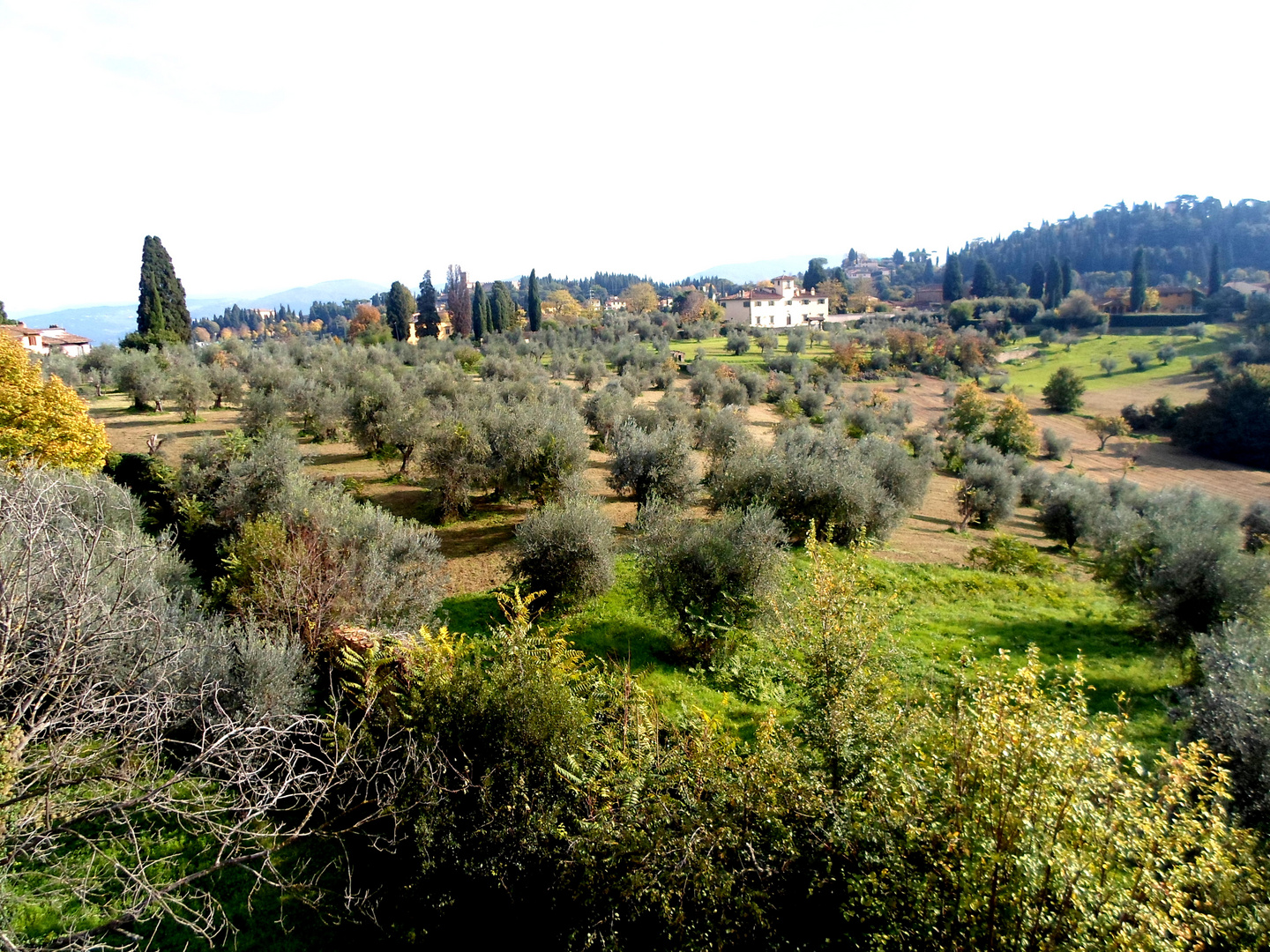 Les Oliviers de Toscane