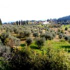 Les Oliviers de Toscane