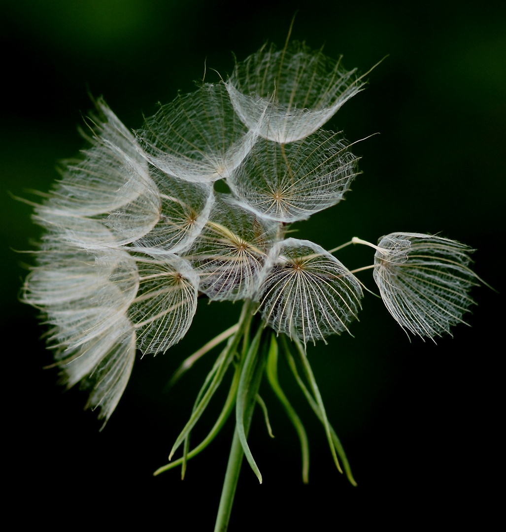 les ombrelles de dentelle