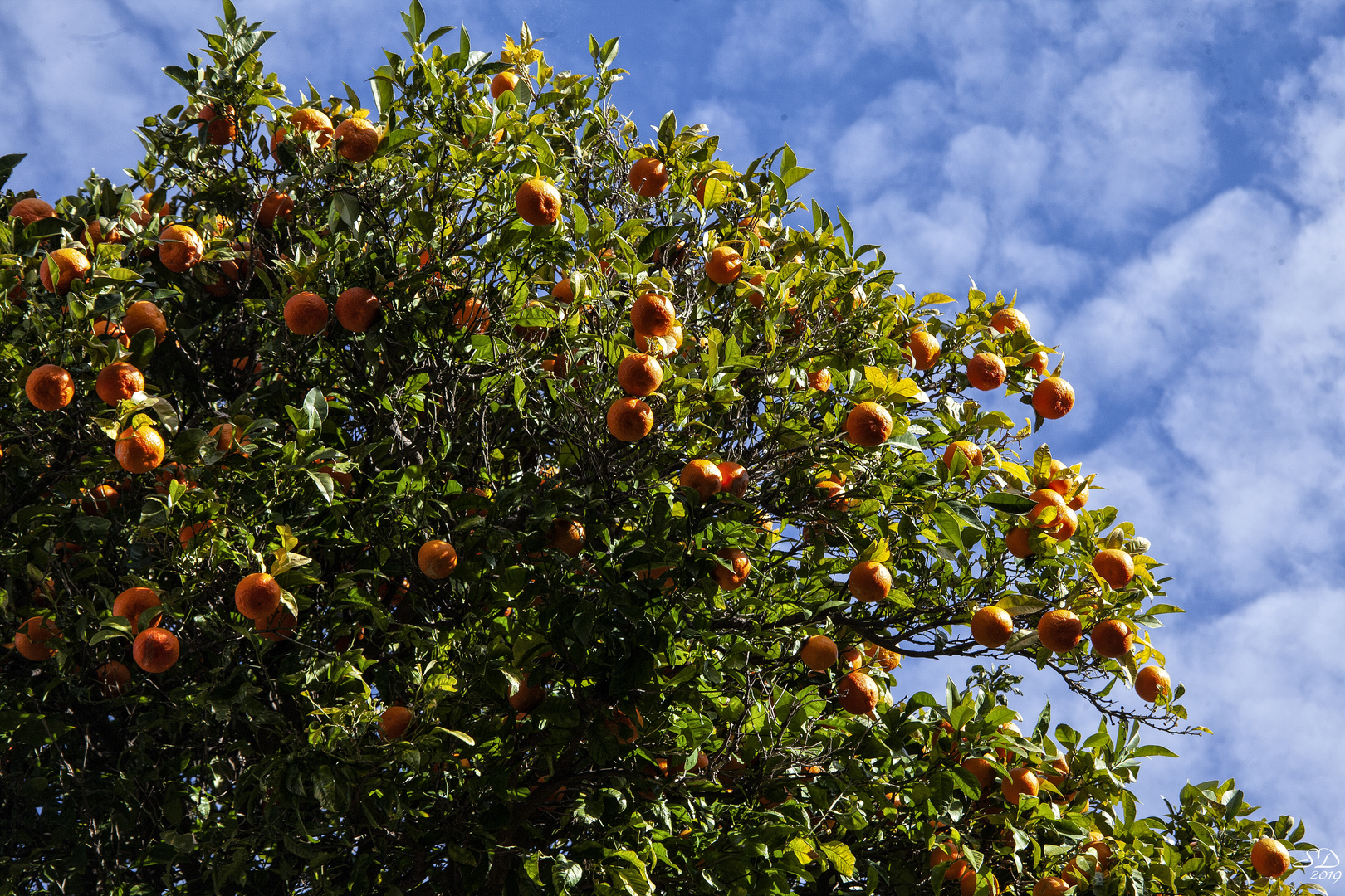 Les oranges de Bormes les mimosas en janvier 