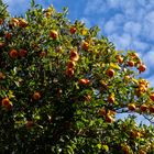 Les oranges de Bormes les mimosas en janvier 