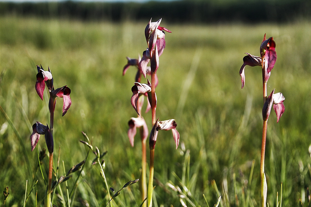 les orchidées !