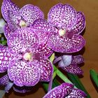 les orchidées 