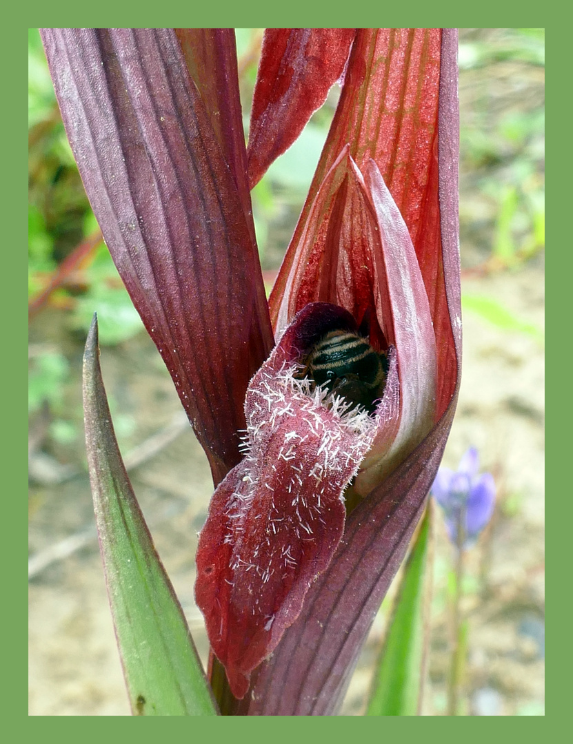 Les orchidées d'Angoumé 1