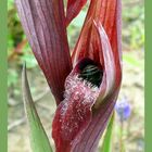 Les orchidées d'Angoumé 1