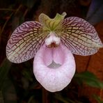 "Les orchidées Marcel Lecoufle" 3