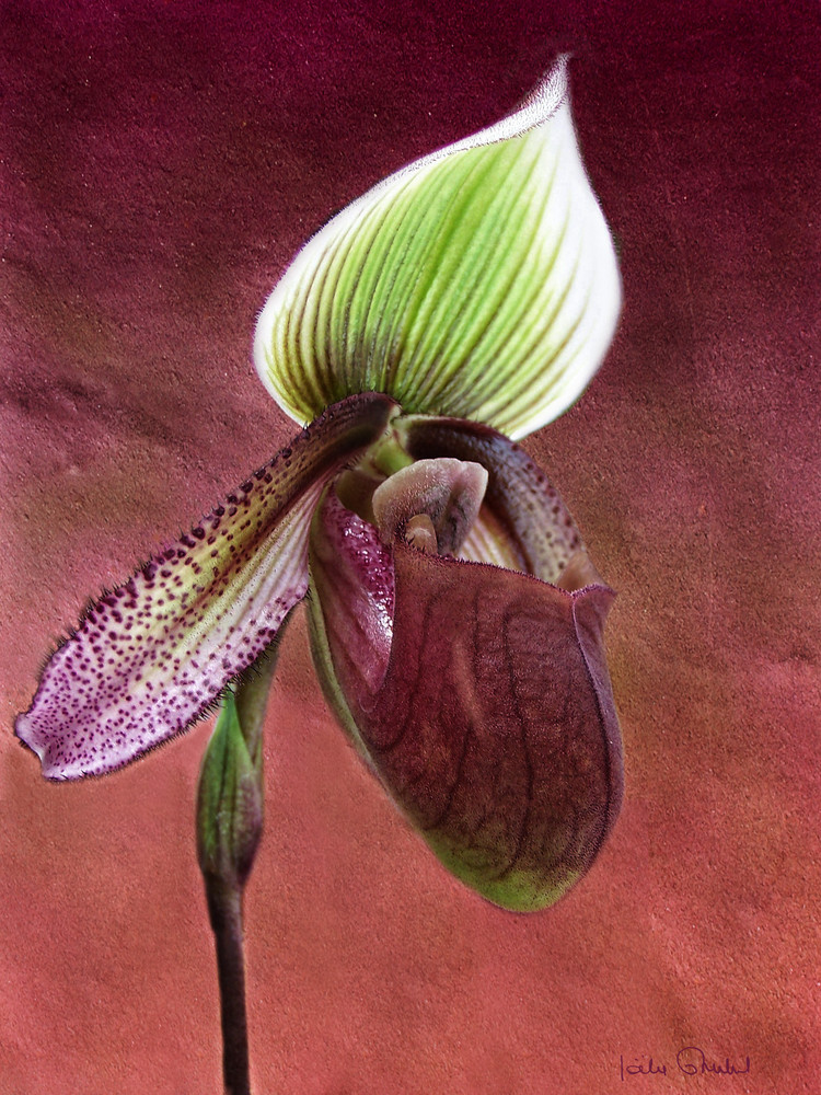 "Les orchidées Marcel Lecoufle" 4