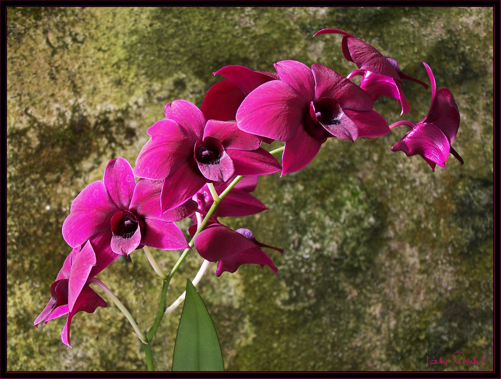 "Les orchidées Marcel Lecoufle"