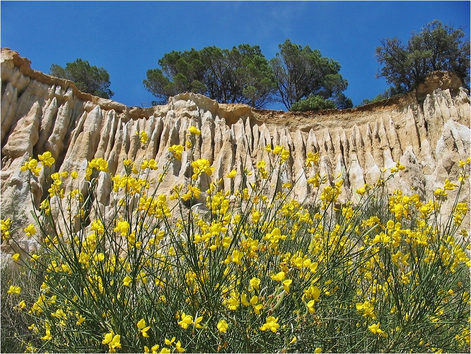 Les Orgues