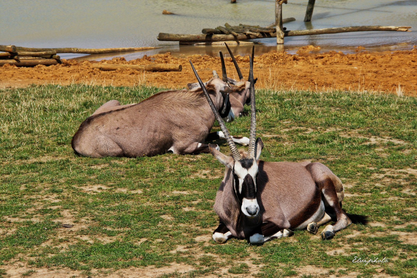 Les Oryx 