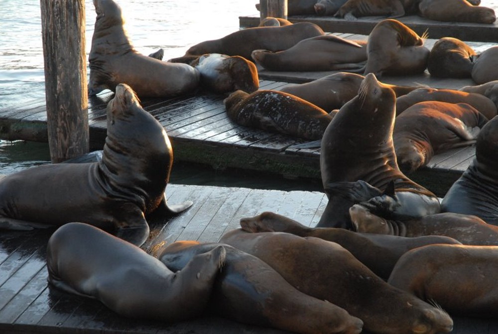 Les otaries du Pier