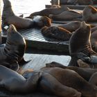 Les otaries du Pier