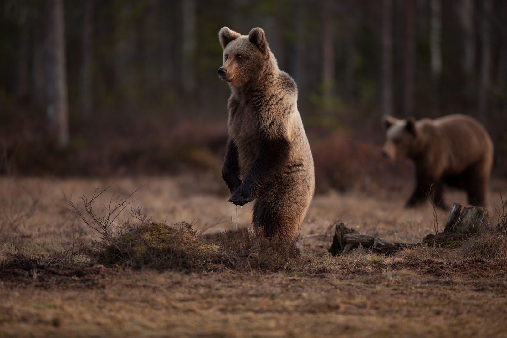 Les ours