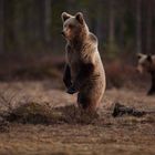 Les ours